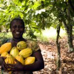 fruit, food, grow, tree, leaf, nature, farm, agriculture, farming, plantation, crop, cocoa, harvest, agribusiness, harvesting, chocolate, farmer, yellow, agronomy, golden, pod, women, ghana, ripe, agricultural, natural, environment, rural, cocoa, cocoa, agribusiness, farmer, farmer, ghana, ghana, ghana, ghana, ghana